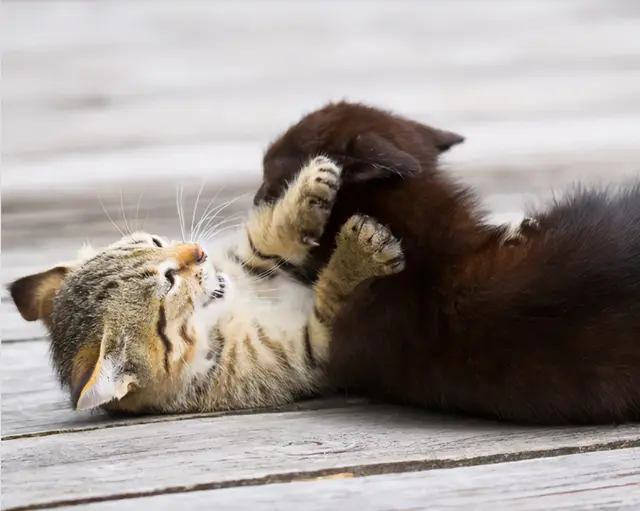 Why do cats love to bite people? The reason why Lord Meow bit you