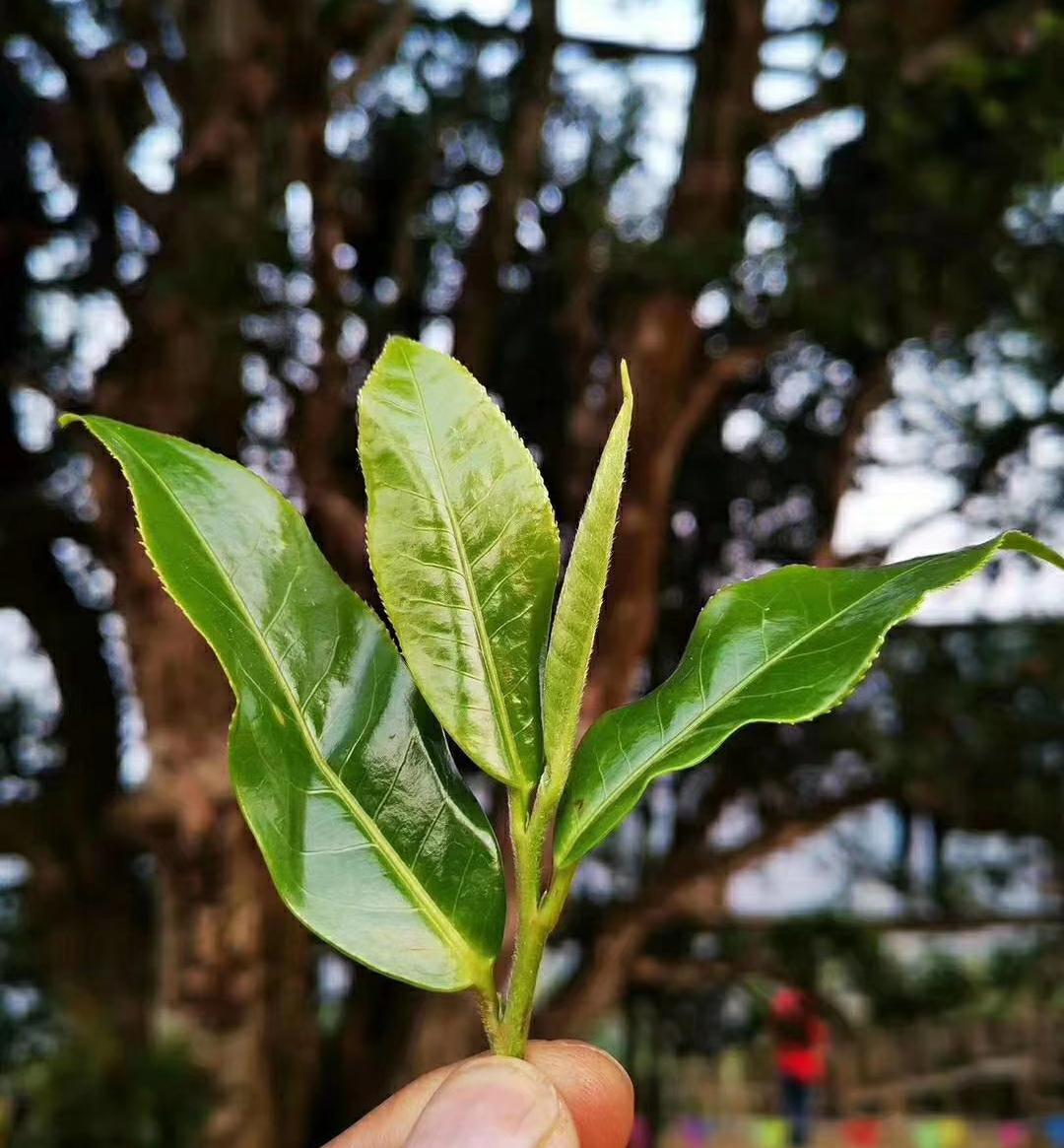 茶樹中的“國寶”——邦崴“過渡型古茶樹”