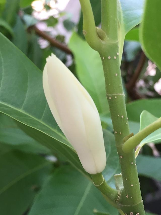 情人节送什么巧克力春节送什么花？情人节送什么花？24种鲜花花语（图集）