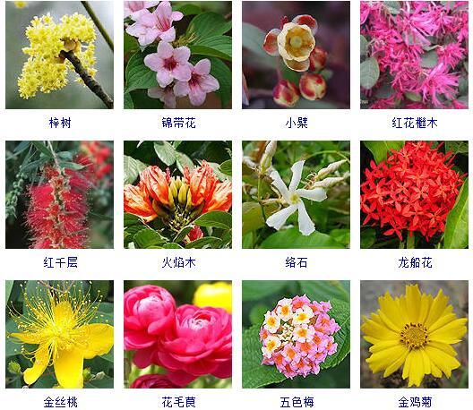 盆景图片名称大全欣赏 花的名称和图片大全