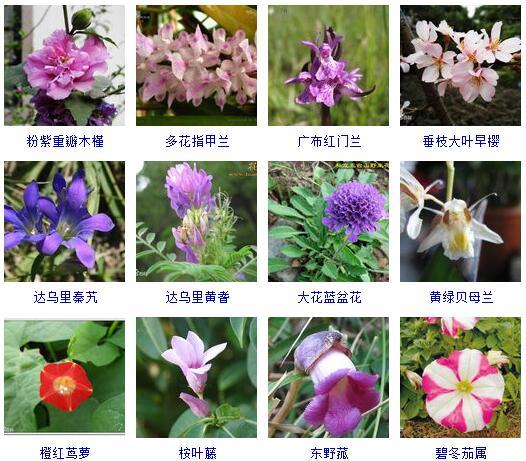 盆景图片名称大全欣赏 花的名称和图片大全