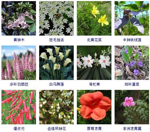 盆景图片名称大全欣赏 花的名称和图片大全