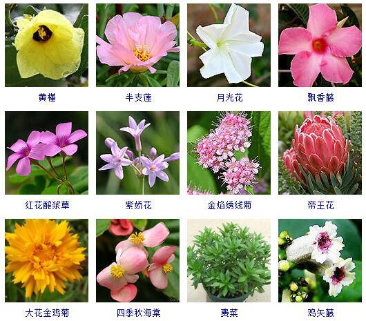 盆景图片名称大全欣赏 花的名称和图片大全