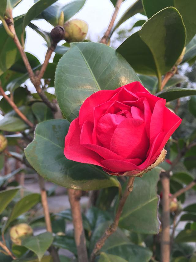 情人节送什么巧克力春节送什么花？情人节送什么花？24种鲜花花语（图集）