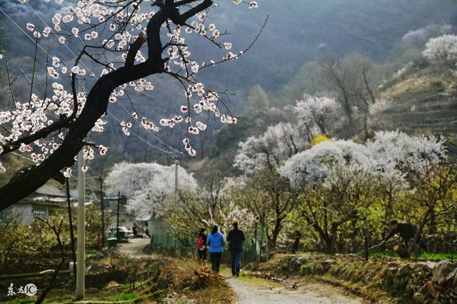 步步高升是什么生肖 丑女无敌是什么生肖插图2