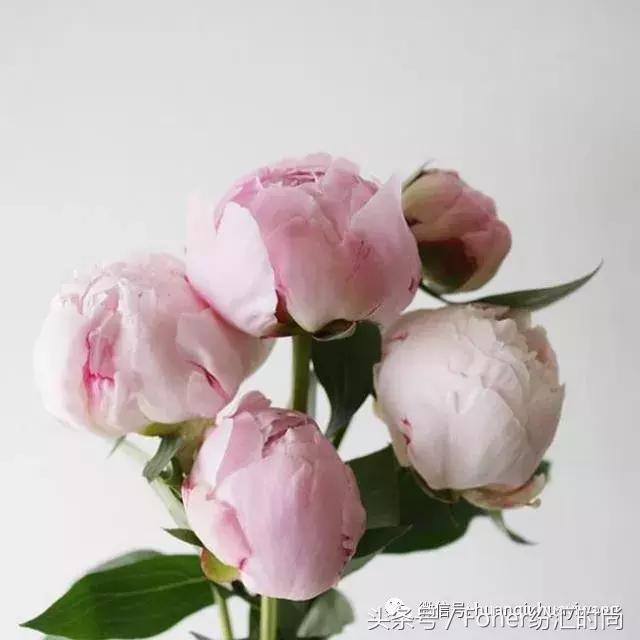 七夕送女朋友什么礼物好最有意义2018情人节送花攻略，比送玫瑰强一万倍~