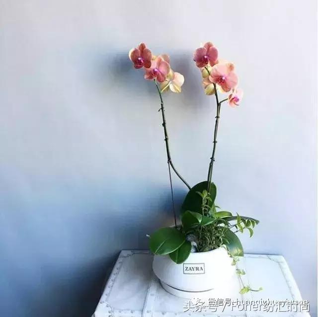 七夕送女朋友什么礼物好最有意义2018情人节送花攻略，比送玫瑰强一万倍~