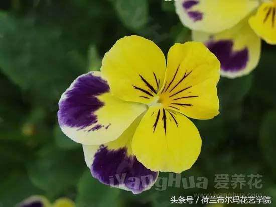 情人节要送什么礼物情人节到了，送你69种花，69种爱~