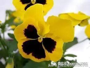 情人节要送什么礼物情人节到了，送你69种花，69种爱~