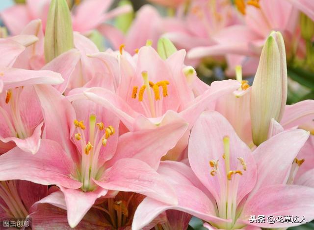 爱人生日 夫妻生日送什么花