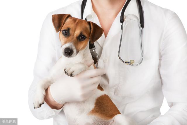 辟謠：犬瘟熱病毒只會引起狗狗呼吸道症狀？皮膚疾病也是一種表現 萌趣萌寵 第3张