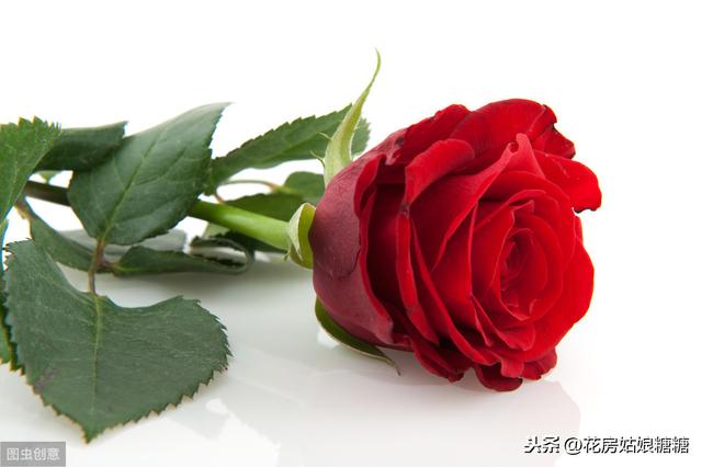情人节送闺蜜什么礼物七夕倒计时，不同的玫瑰花语，都有不同的寓意！（建议