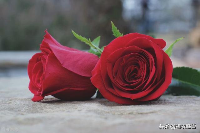 情人节送玫瑰花图片情人节的玫瑰原是中国蔷薇，只是中国古人的早春情思，更