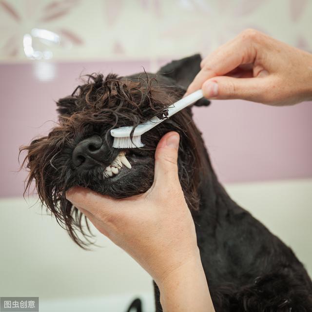 辟謠：給狗狗刷牙是矯情？牙齒出問題會影響狗狗全身健康 萌趣萌寵 第7张