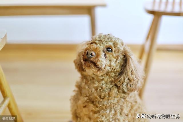 辟謠：狗狗吃熟肉有益健康？熟肉裡面的亞硝酸鹽會導狗狗中毒 萌趣萌寵 第1张