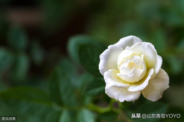 情人节送花玫瑰花语大全 蓝玫瑰花语 玫瑰花支数不同所代表的含意