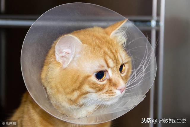 辟謠：貓咪感染貓癬以後就治不好了？檢查下是不是治療方式錯了 萌趣萌寵 第8张