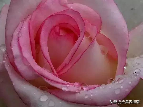 情人节送男友今日情人节，2.14玫瑰送给亲爱的朋友，祝你们情人节快乐