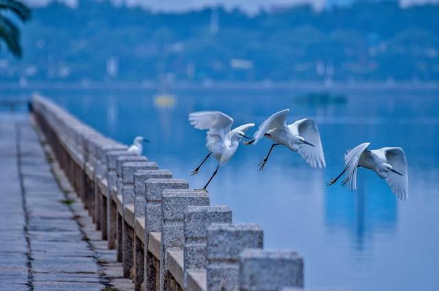 2020年“美丽中国，我是行动者” 主题摄影比赛微信投票通道正式开启