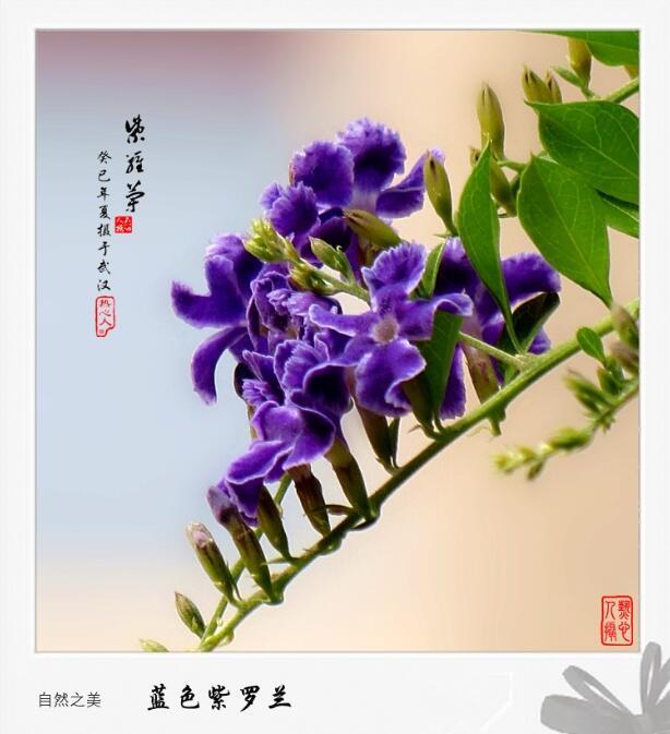 中年女人过生日送什么花,女生过生日送什么鲜花好