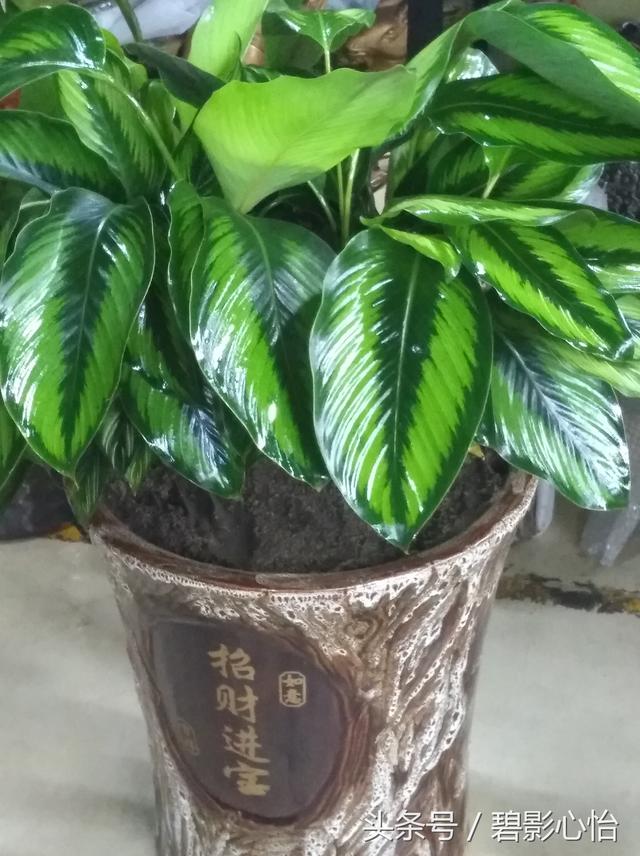 情人节送老公什么礼物七夕情人节，送给老婆一盆这样的花，既经济实惠，又能