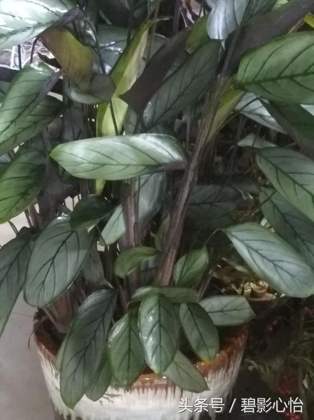 情人节送老公什么礼物七夕情人节，送给老婆一盆这样的花，既经济实惠，又能