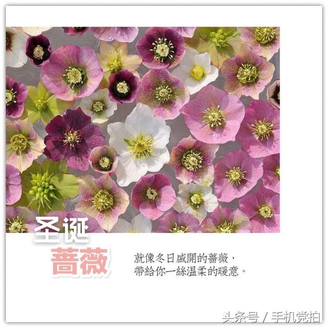情人节送玫瑰花图片七夕节送你16张心意“表白卡”｜16朵暗藏心意的花语，你