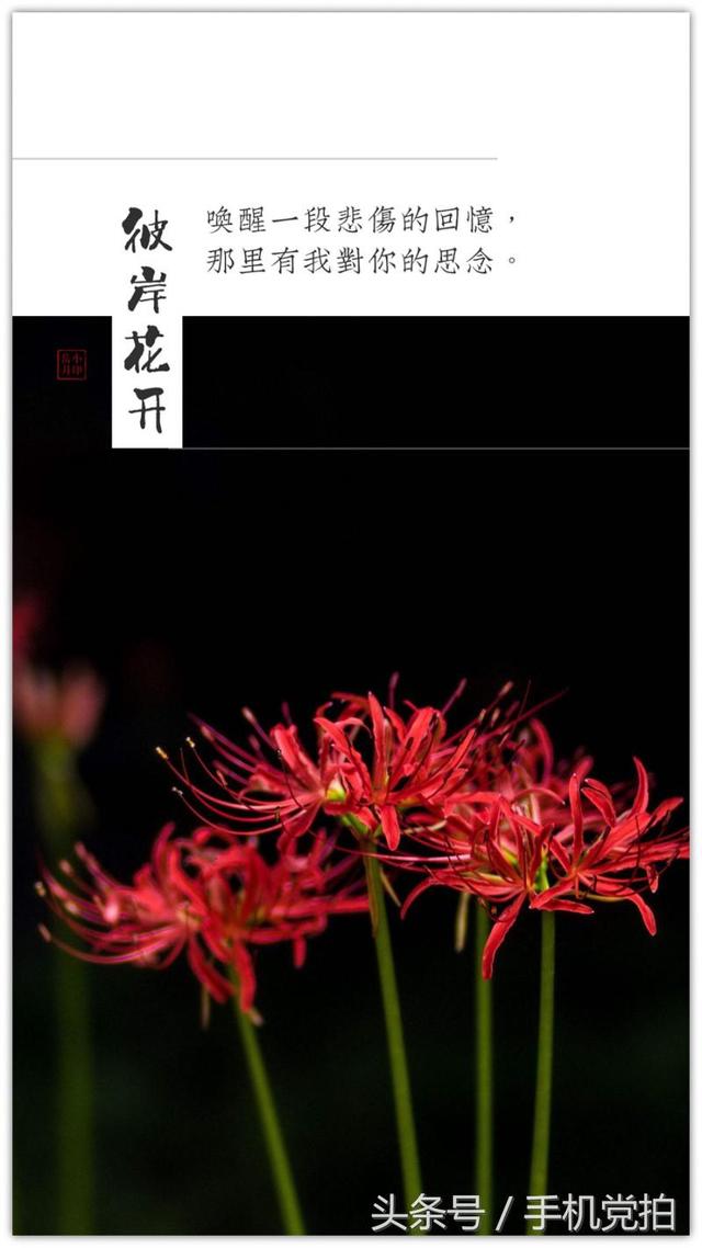 情人节送玫瑰花图片七夕节送你16张心意“表白卡”｜16朵暗藏心意的花语，你