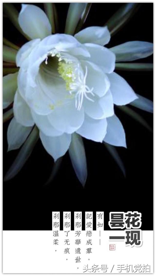 情人节送玫瑰花图片七夕节送你16张心意“表白卡”｜16朵暗藏心意的花语，你