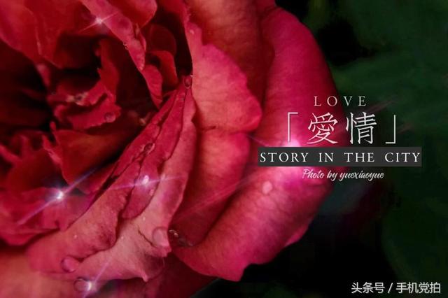情人节送玫瑰花图片七夕节送你16张心意“表白卡”｜16朵暗藏心意的花语，你