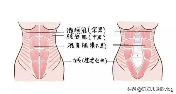 虐腹先修復——腹直肌分離大解析 健身減肥達人 第1张