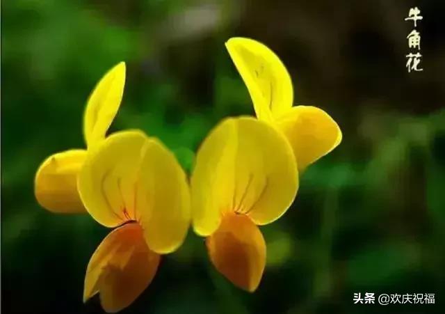 情人节送女生什么明日情人节，罕见情人花，你见过吗？忍不住发给你看看
