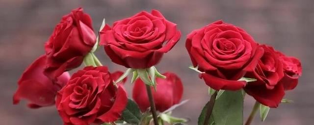 七夕送什么好玫瑰颜色代表什么，不同的颜色花寓意可能不同