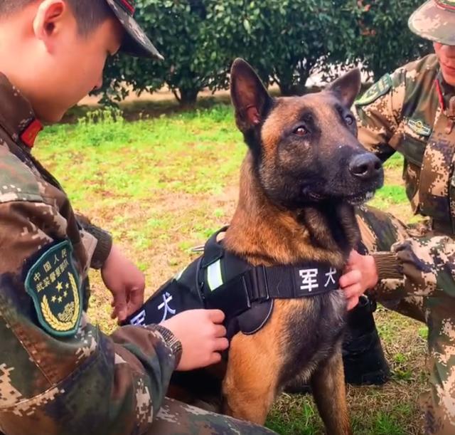 警犬也過年了，狗子們穿新衣，貼對聯，吃肉肉，它們笑得太甜了 萌趣萌寵 第7张