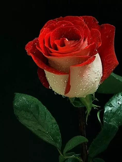 情人节送礼物情人节快乐！所有罕见的玫瑰，送给好友们
