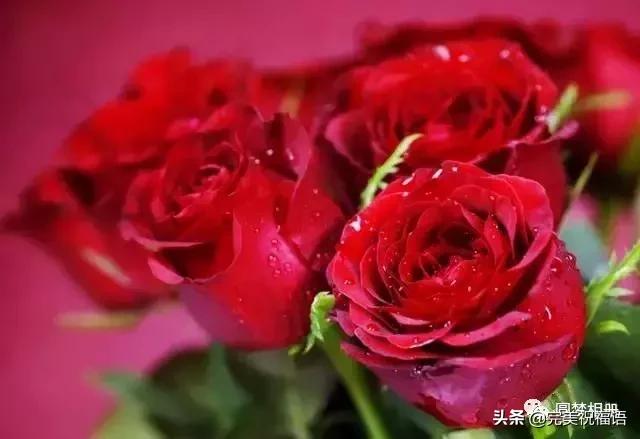 情人节送什么今天情人节，送给天下有情人，谁打开，谁幸福