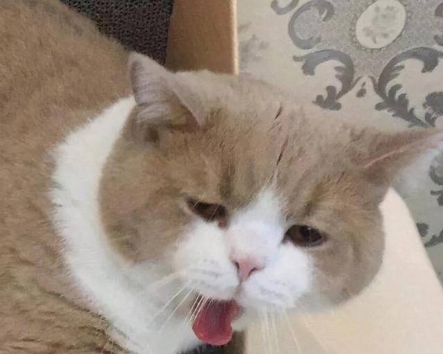 What is the cause of cats vomiting food? Common causes and