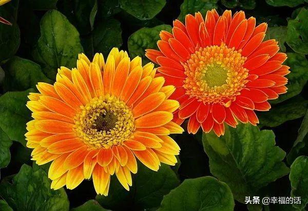 送老婆鲜花寄语简短 老公送老婆什么花好