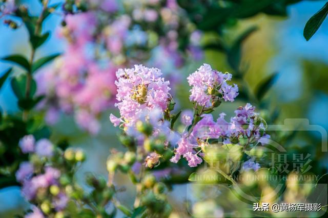 花图片大全大图 清新,花图片大全鲜花真实