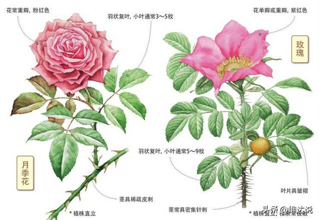 情人节送什么巧克力李逵还是李鬼？情人节你以为赠送爱人的是玫瑰，实际上是