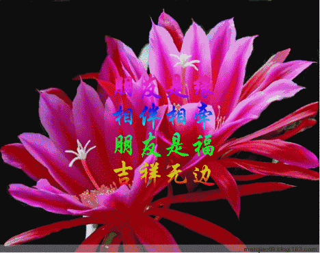 情人节送女孩礼物明日情人节,214朵玫瑰送给亲爱的朋友,祝你们情人节快乐