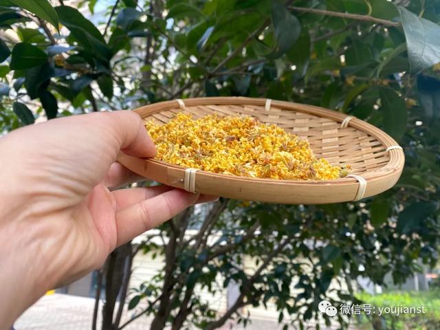 怎样制作桂花糖窍门（糖桂花的正宗做法）