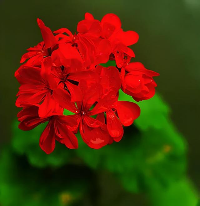 最美的各种花朵唯美图片大全,好看的鲜花图片 唯美