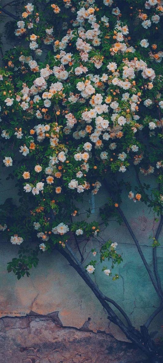 鲜花壁纸图片大全大图 好看的鲜花图片 唯美