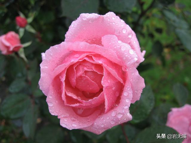 情人节送男友什么礼物情人节：最美的玫瑰花送给你，最好的情话说给你听