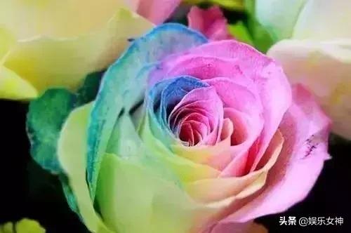 情人节送男友什么礼物好今天2.14情人节,214漂亮玫瑰送给群里每位朋友~醉倒一批