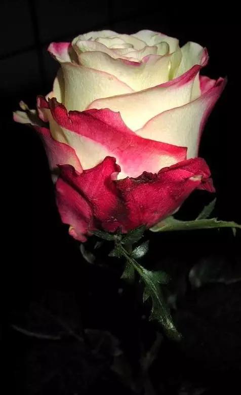 情人节送礼物情人节快乐！所有罕见的玫瑰，送给好友们
