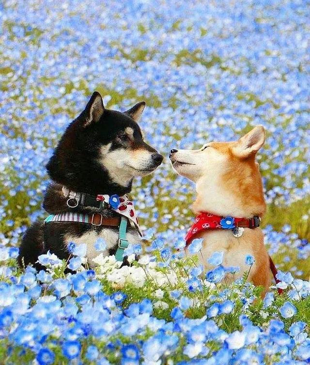 情人节送玫瑰花的含义怎么在七夕这天发一个清新的朋友圈？