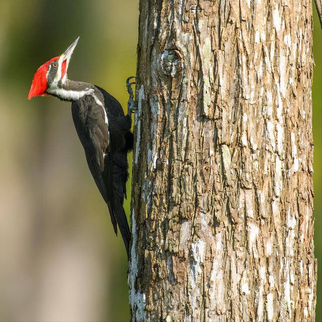 The woodpecker keeps pecking, why doesn“t it have a headache? DayDayNews