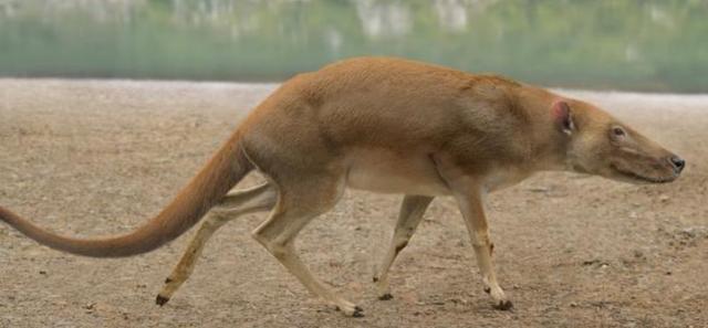 鲨鱼是不是哺乳动物（鲸鱼鲨鱼鳄鱼哪个厉害）